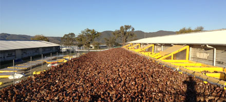 eupoul chicken farm